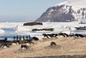 Gentoo Penguin.20081117_5237