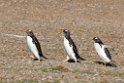 Gentoo.Penguin.20081106_1907