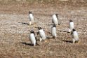 Gentoo.Penguin.20081106_1916