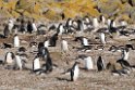 Gentoo.Penguin.20081106_1921