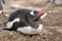 Gentoo.penguin.20081107_2307