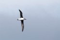 Grey-headed Albatros.20081113_4234