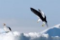 Kelp Gull.20081117_5011