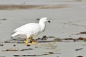 Kelp.Goose.20081107_2666