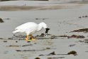 Kelp.goose.20081107_2665