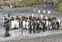 King Penguin.20081111_3468a