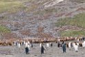 King Penguin.20081111_3473a