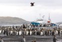 King Penguin.20081111_3474