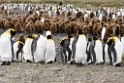 King Penguin.20081111_3482