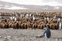 King Penguin.20081111_3483a