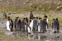 King Penguin.20081112_3687
