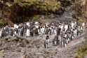 King Penguin.20081112_3691