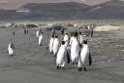 King Penguin.20081113_3790