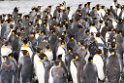 King Penguin.20081113_3813