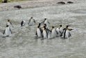King Penguin.20081113_3959