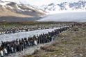 King Penguin.20081113_4141