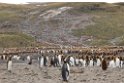 Kung Penguin.20081111_4184