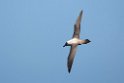 Light-mantled Albatross.20081110_3241