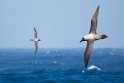 Light-mantled Sooty Albatrosses