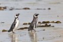 Magellanc.Penguin.20081107_2704