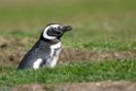 Magellanic.Penguin.20081107_2143
