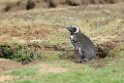 Magellanic.Penguin.20081107_2203