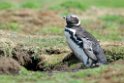 Magellanic.Penguin.20081107_2217