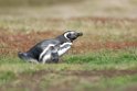 Magellanic.Penguin.20081107_2240