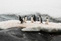 Penguins.Pleneau islands.20081120_5652