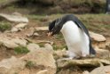 Rockhopper.Penguin.20081107_2332