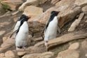 Rockhopper.Penguin.20081107_2338