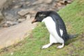 Rockhopper.Penguin.20081107_2620