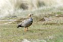 Ruddy-headed.goose.20081107_1965