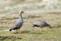 Ruddy-headed.goose.20081107_1985