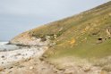 Saunders.20081108_3267