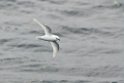 Snow Petrel.20081114_4452