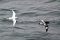 Snow Petrel.20081114_4521