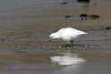 Snowy.Sheatbill.20081107_2736