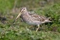 South American Snipe.20081107_2093