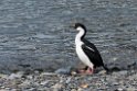 South Georia Shag.20081112_3754