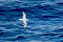 Southern Fulmar.20081116_4812