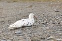 Southern Giant Petrel.20081111_3455