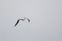 Southern Royal Albatross.20081109_2972
