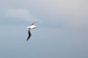 Southern Royal Albatross.20081123_6097