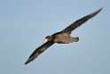 Southern.Giant.Petrel.20081106_1508