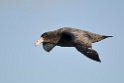 Southern.giant.petrel.20081106_1546