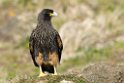 Striated Caracara.20081106_1853
