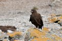 Striated.Caracara.20081106_1774