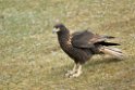 Striated.Caracara.20081107_2613