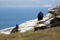 Turkey.Vulture.20081107_2224